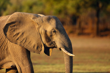 Fototapeta na wymiar The African bush elephant (Loxodonta africana), also known as the African savanna elephant, female portrait.