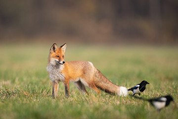 Mammals - European Red Fox (Vulpes vulpes)