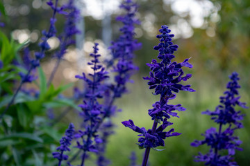 Mealy Blue Sage or Mealycup Sage (Salvia farinacea), close-up and selective focus with green bokeh background