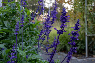 Mealy Blue Sage or Mealycup Sage (Salvia farinacea), close-up  in garden