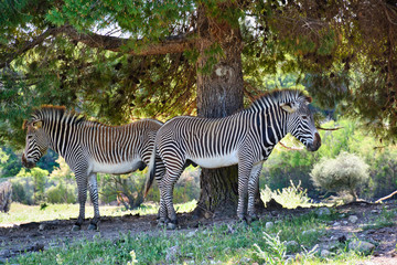 zèbres sous un arbre