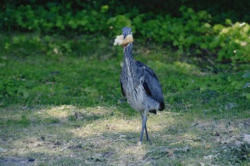 A young gray heron got somewhere a piece of bread ...