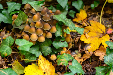 Autumnal mushrooms growing in the woods on a dead tree.