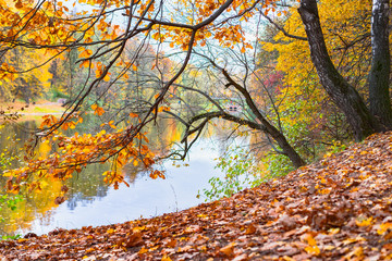 yellow maple tree in autumn