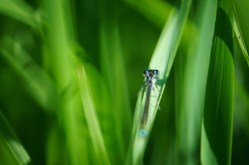 Beautiful photos of insects in nature. Macrophotography of insects in nature. Beautiful natural background.