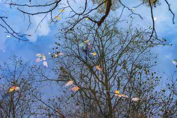 autumn leaves in the water