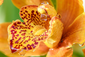 droplets on yellow cymbidium