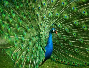 Obraz premium peacock with feathers out