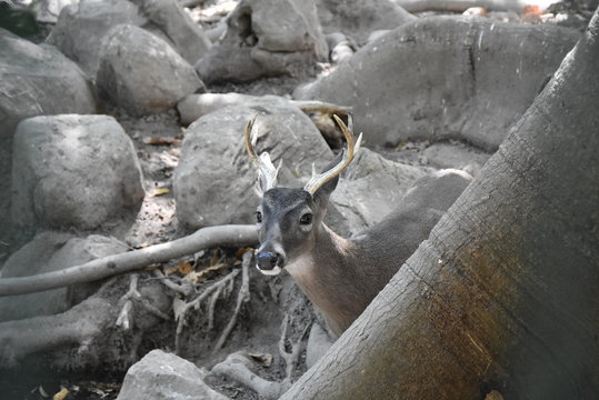 Venado Observando Tras un &aacute;rbol 