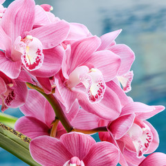pink cymbidium