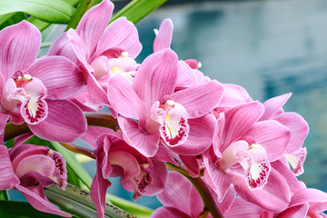 pink cymbidium orchid