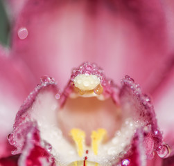 droplets on pink cymbidium