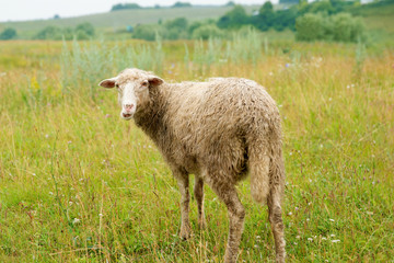 A young sheep with a funny face grazing in a meadow. Selective focus.