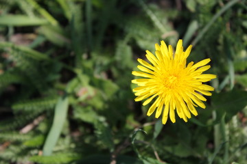 dandelion in grass