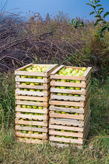 Apple orchard. Rural landscape. Harvesting. Freshly picked apples in a wooden crate stand on the grass.
