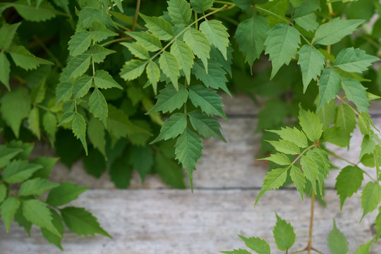Branches with green leaves of campis creeper. Background image of green leaves on old wooden boards.