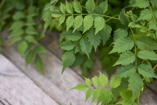 Branches with green leaves of campis creeper. Background image of green leaves on old wooden boards.