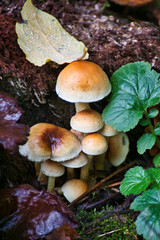 Pilze im herbstlichen Wald