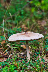 Pilz auf dem herbstlichen Waldboden