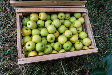 Apple orchard. Rural landscape. Harvesting. Freshly picked apples in a wooden crate stand on the grass.
