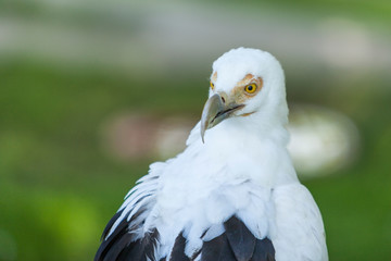 Haliaeetus vocifer