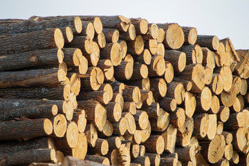 A lot of cut trees. Logs at a woodworking factory