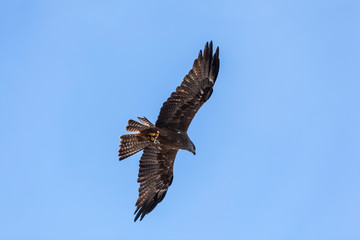 Fototapeta premium Milvus migrans