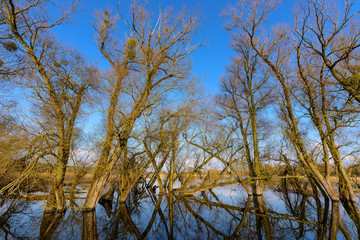 Obraz premium Nationalpark Unteres Odertal