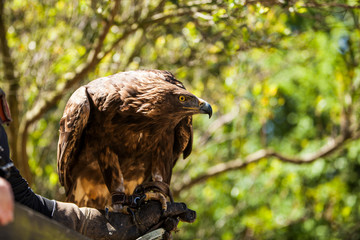 Aquila chysaetos