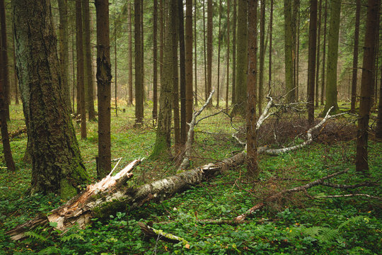 Landscape with fallen tree in the deep northern forest