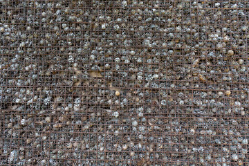 Texture made out of cones