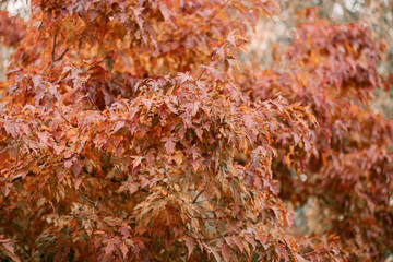 Golden Autumn season in October. Fall trees. Oak tree with red, orange and yellow leav. Sunny Autumn day in October. Halloween season. Denver streets on Fall season.