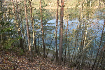 Fototapeta premium forest in autumn