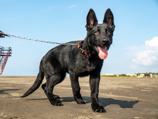 Portrait of Black German shepherd on black sand beach.