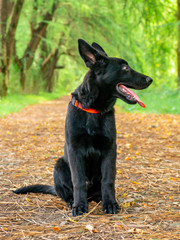 Portrait of Black German shepherd in the park.
