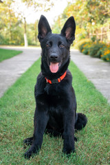 Portrait of Black German shepherd on green grass.