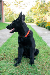 Portrait of Black German shepherd on green grass.
