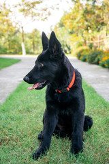Portrait of Black German shepherd on green grass.