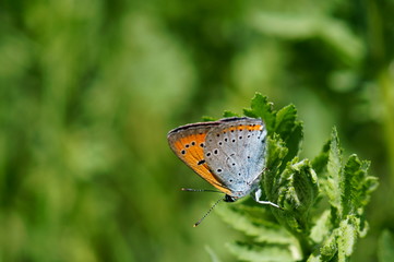 butterfly on a leaf