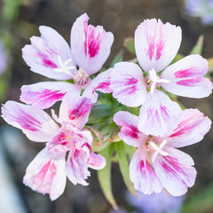Naklejka premium white and pink flowers