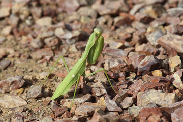 Common Mantis or Santateresa (Mantis religiosa) sits on a background of red stones