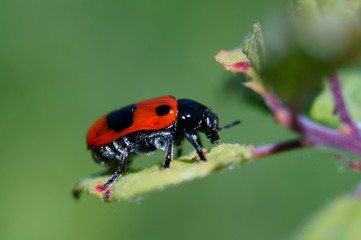 Photos of beautiful insects in nature. Macrophotography. Beautiful natural background.