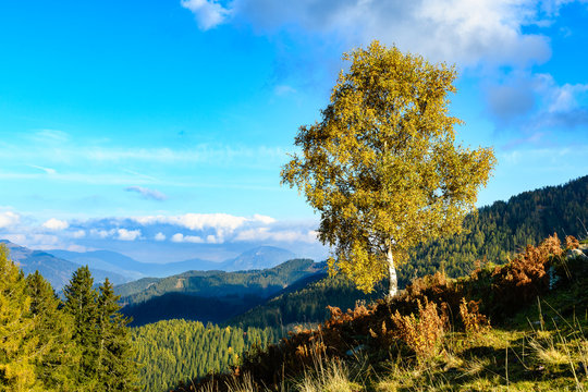 Autumn colored tree at the mountain "Mugel" in Styria, Austria