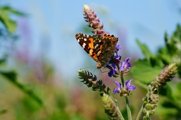 butterfly on a flower