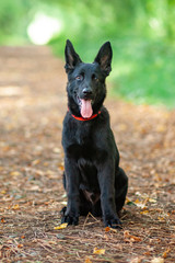 Portrait of Black German shepherd in the park.
