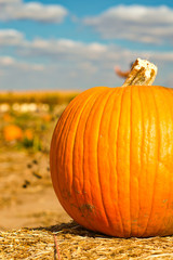 pumpkin in a patch