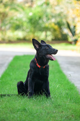 Portrait of Black German shepherd on green grass.