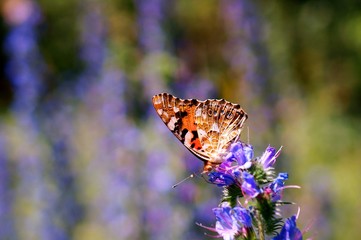 Beautiful pictures of butterflies in nature. Macrophotography of nature. Beautiful natural background.