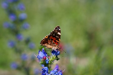 Beautiful pictures of butterflies in nature. Macrophotography of nature. Beautiful natural background.