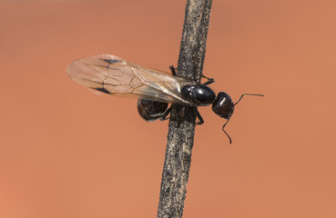 Winged ants usually emerge from the anthill after periods of rain followed by sunny days Camponotus species I think called alates swarmers or reproductives ants